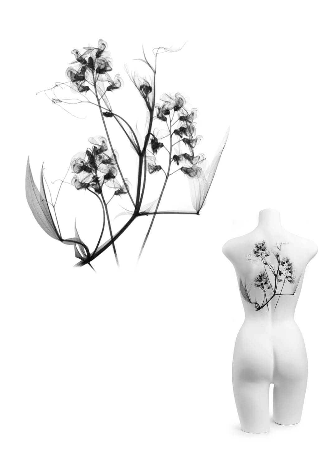plantsnpokes