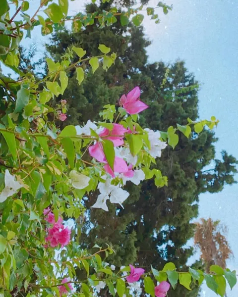 야자수