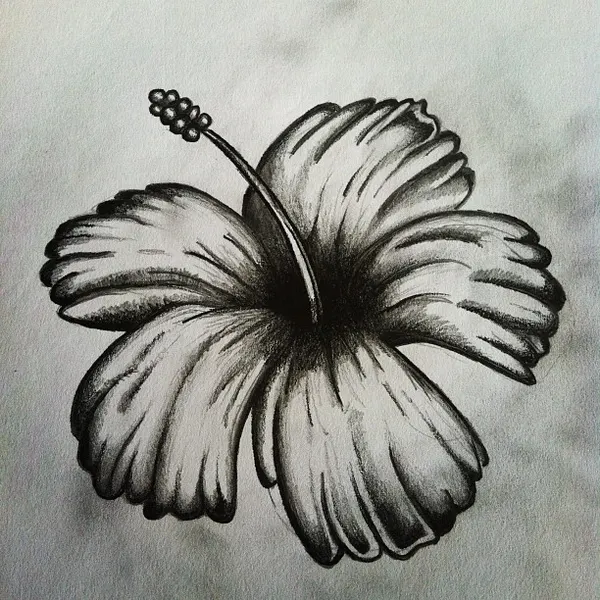 Flower, Nature