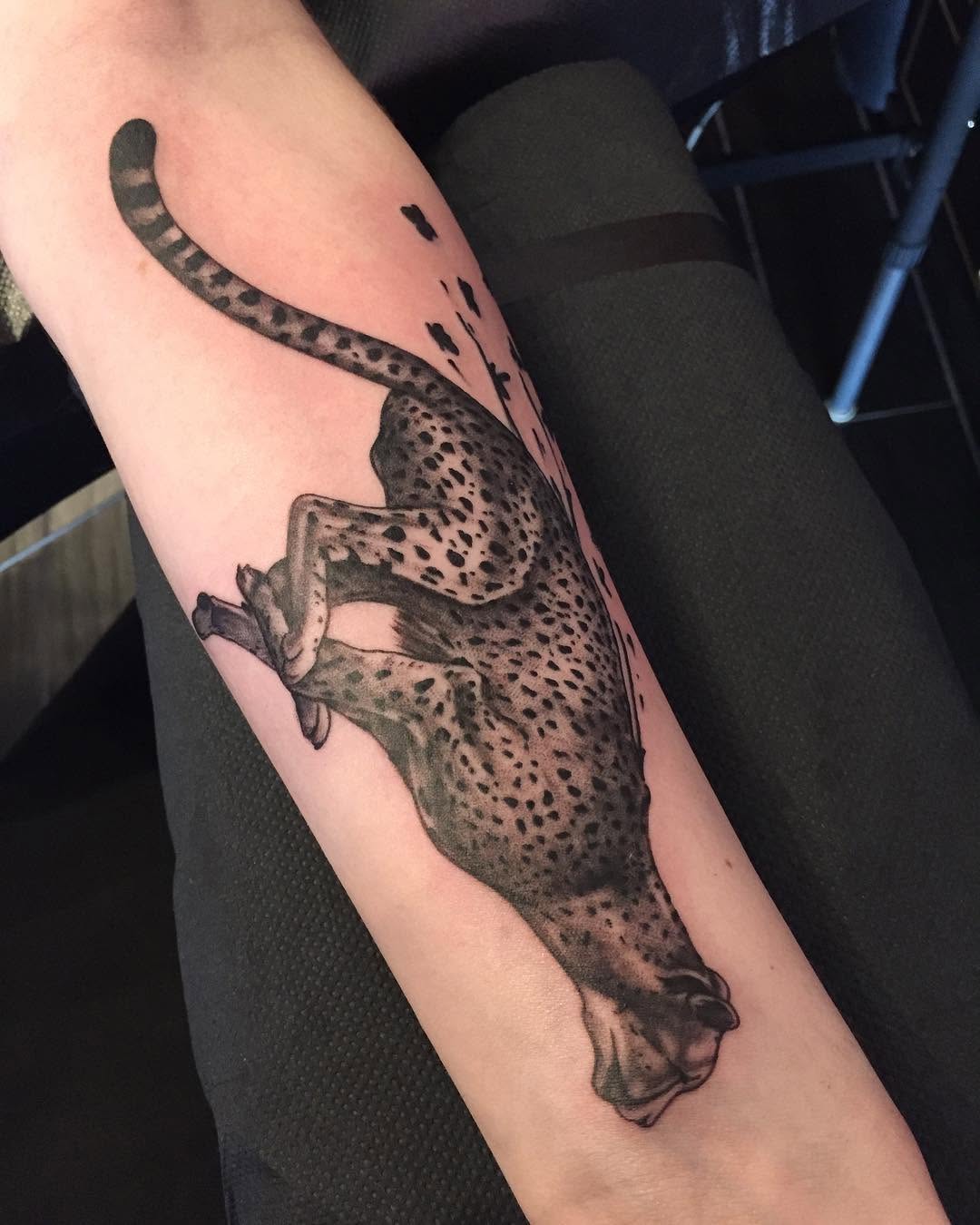 Tiger, Animal, 악어, 도마뱀