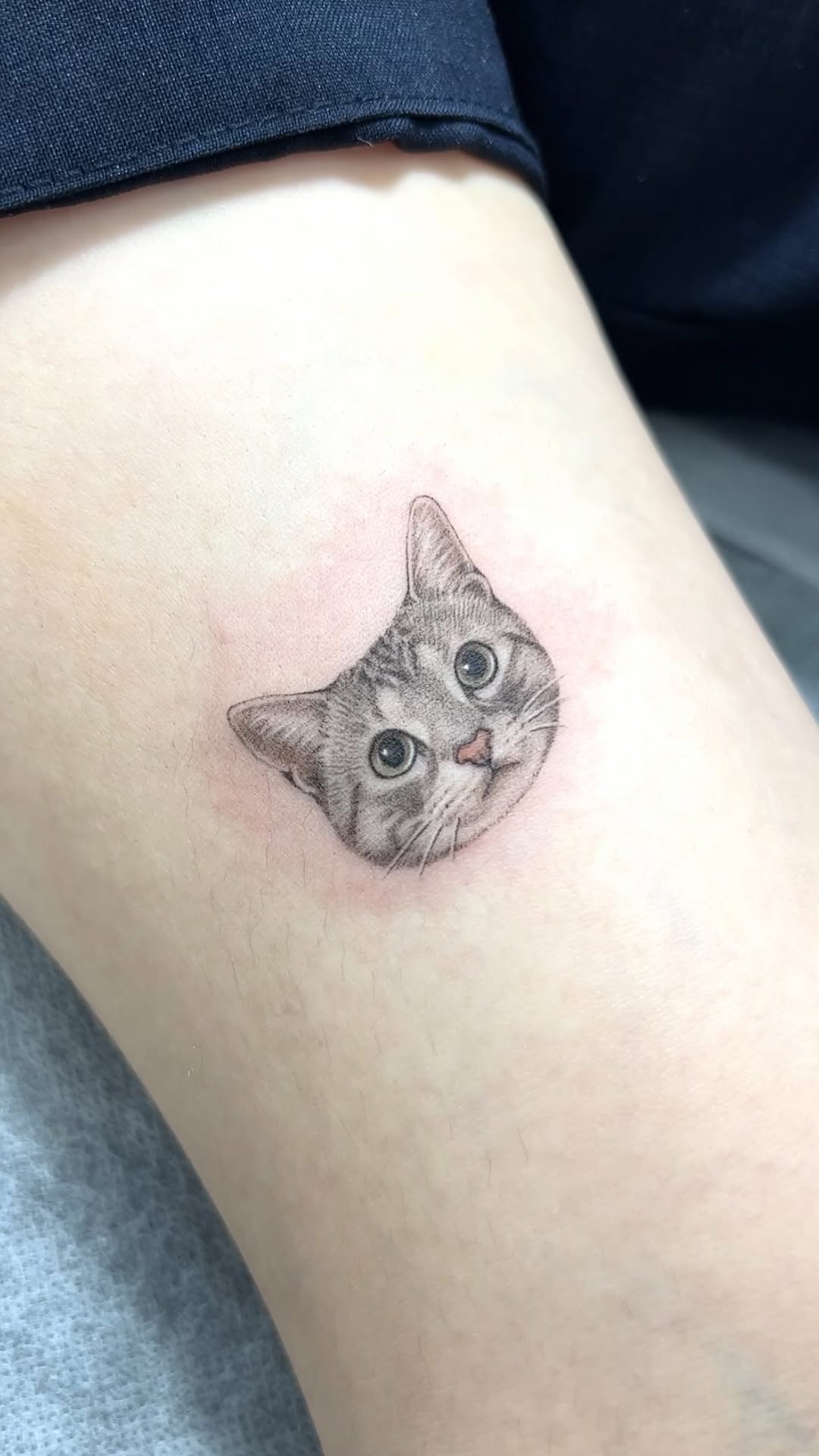 고양이