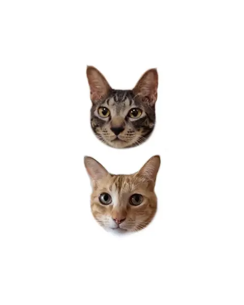 고양이