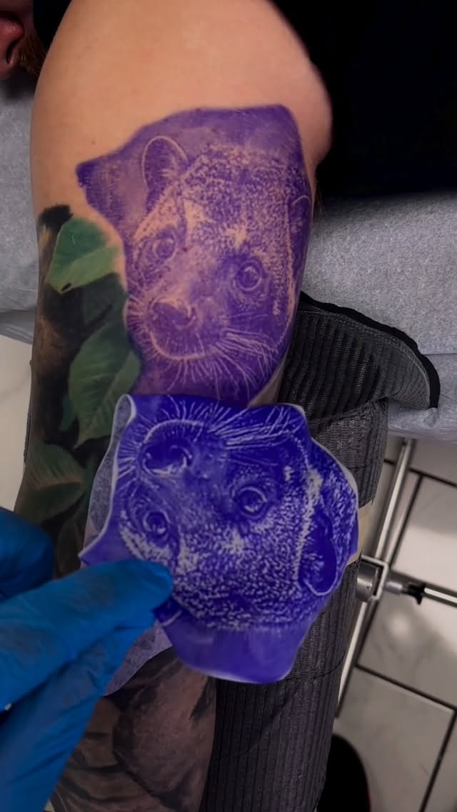 Tiger, Animal