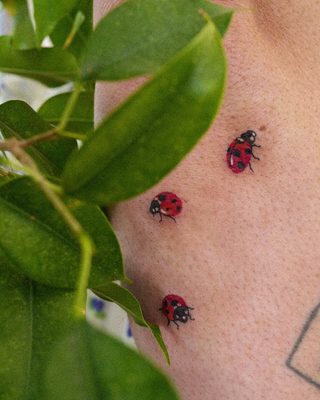 Flower, Mini, 무당벌레