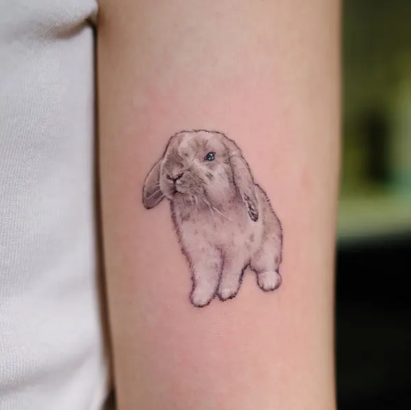 Animal, 토끼, 코알라, 나무늘보