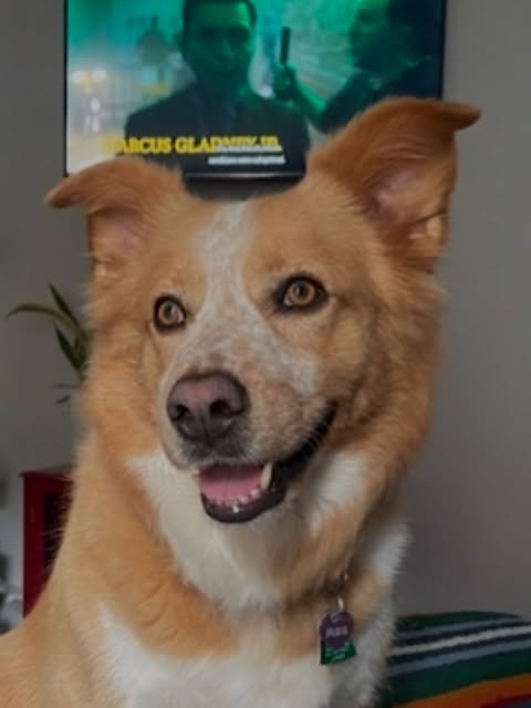 Animal