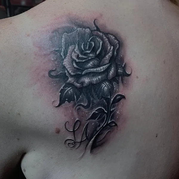 Flower, Rose, Nature