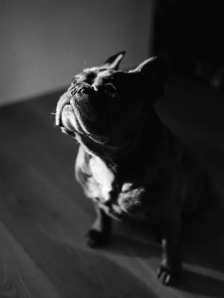 mistertroshin