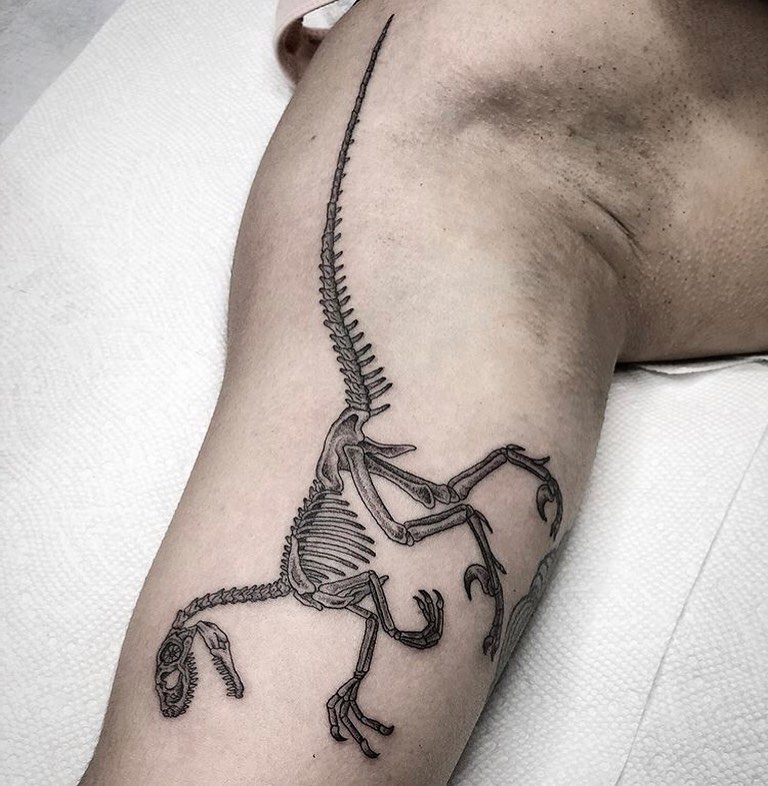 Dragon, 도마뱀, 악어