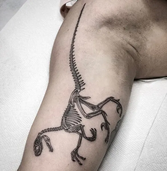 Dragon, 도마뱀, 악어