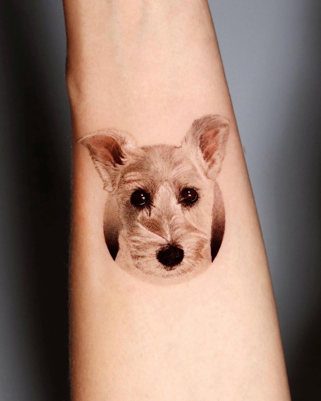Animal