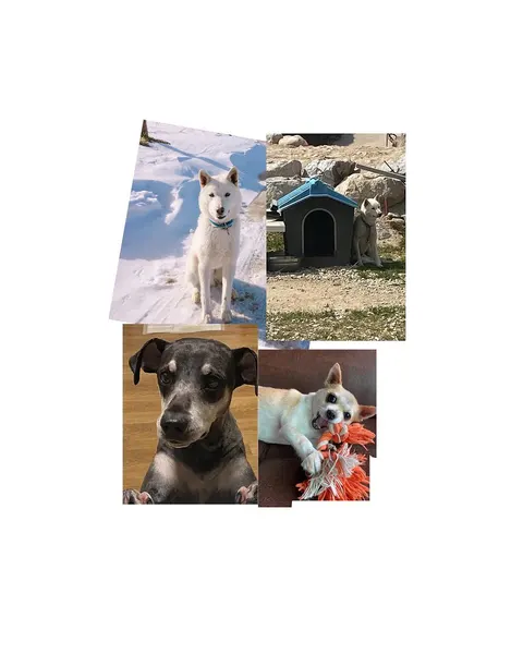 Animal