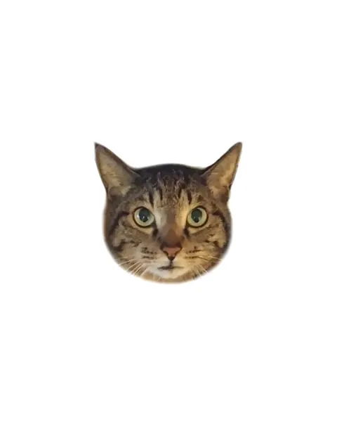 고양이, 여우 가면, 마네키네코