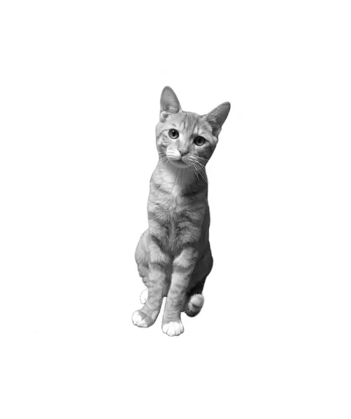 마네키네코, 여우 가면, 고양이