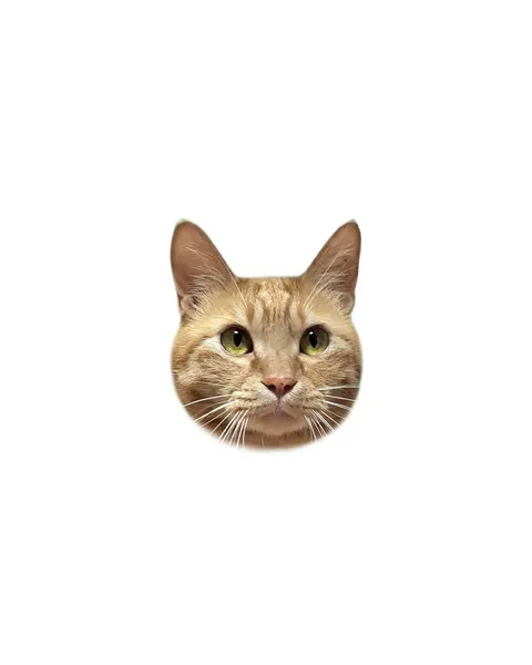 고양이