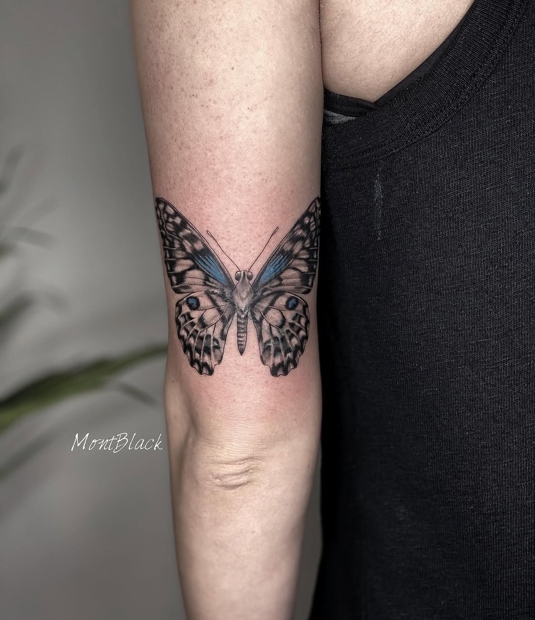 Animal, Nature, 나방