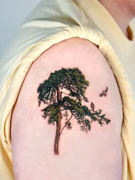 Nature, 나무, 소나무, 숲