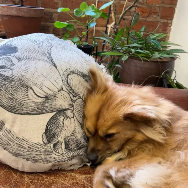 Suflanda
