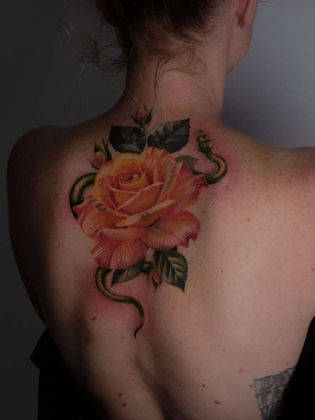 Flower, Rose, Nature, Dragon