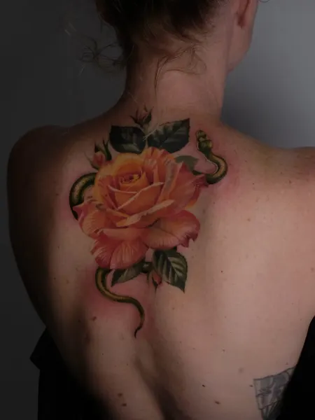 Flower, Rose, Nature, Dragon