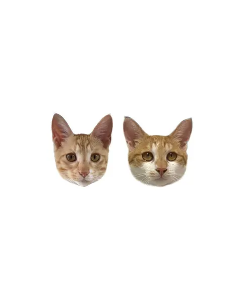 고양이