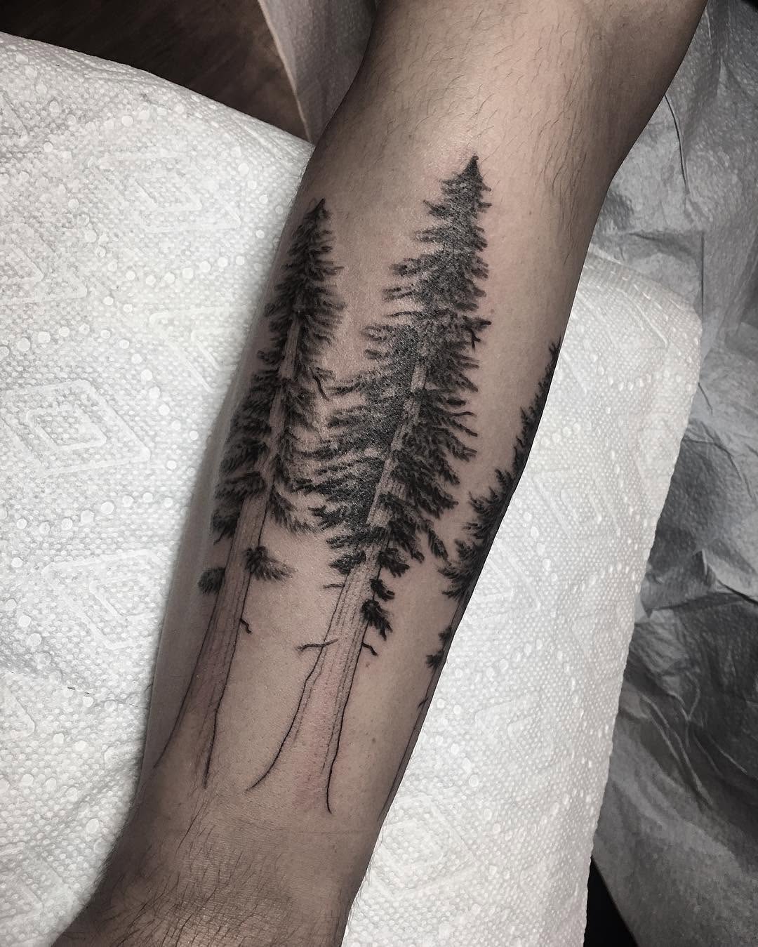 Nature, 숲, 고사리, 소나무, 야자수
