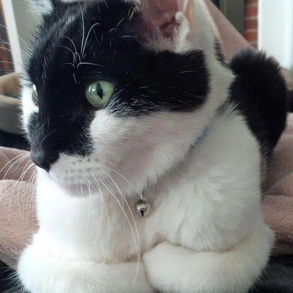 개미, 쥐, 팬서, 너구리, 다람쥐, 마네키네코, 여우 가면, Animal, Mini, 지네, 텐구, 함사, 고양이, 나무늘보