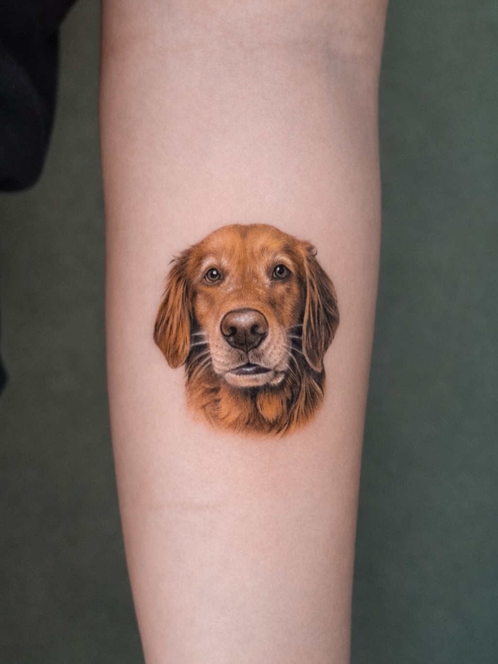 Animal, 강아지