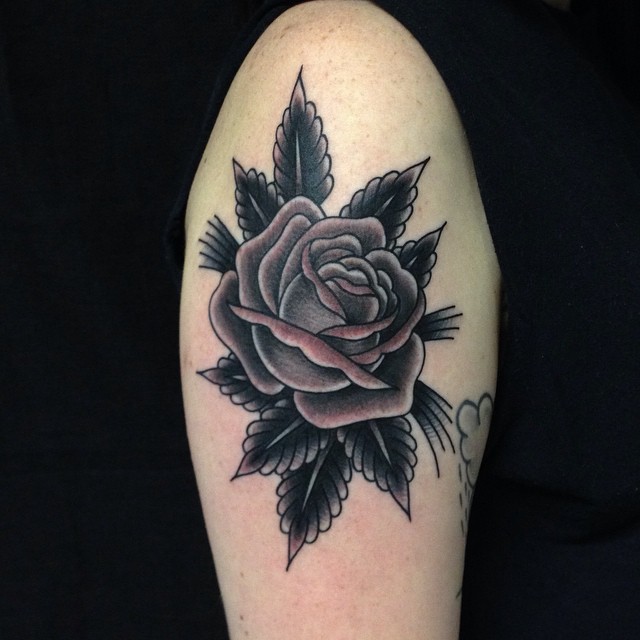 Flower, Rose, Nature, 목련