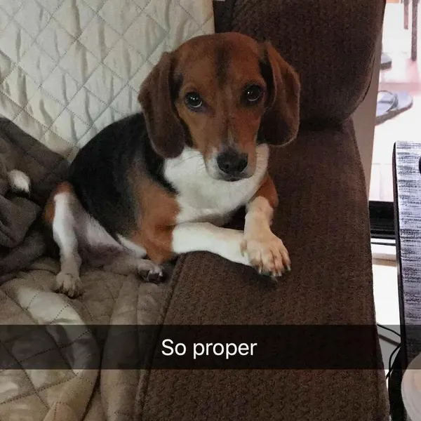 Animal