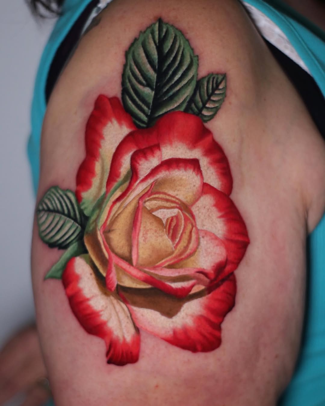 Flower, Rose, Nature, 목련