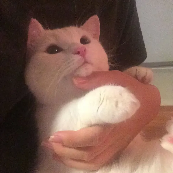 Animal