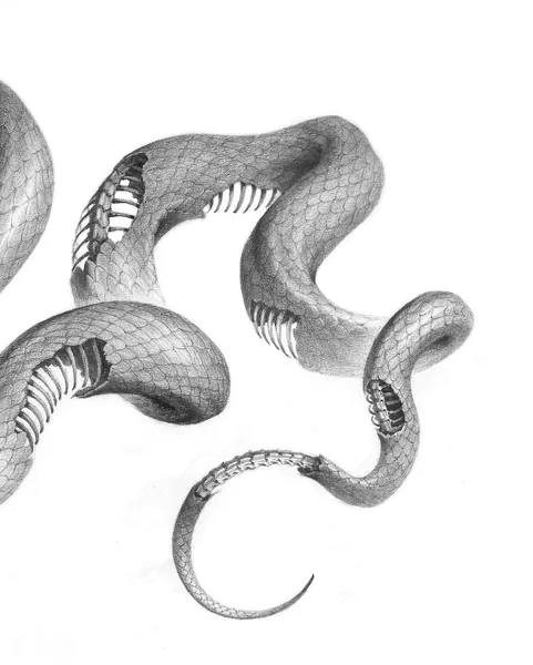 Snake