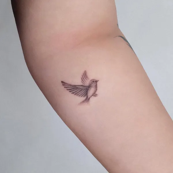 날개, 제비, 참새, 비둘기
