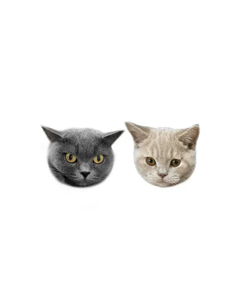 커플/우정 타투, 고양이