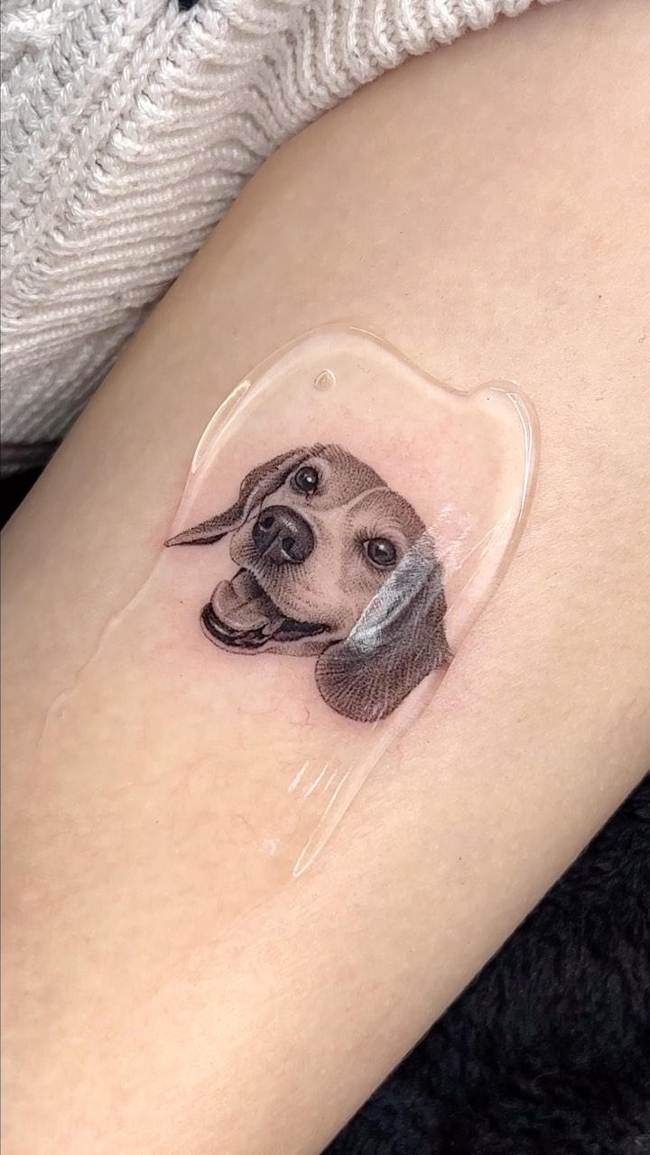 Animal