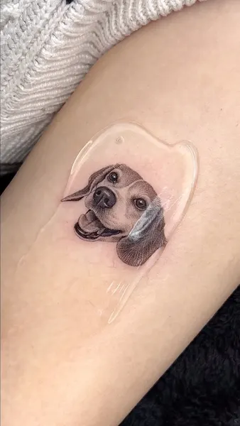 Animal