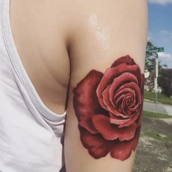 Flower, Rose, Nature