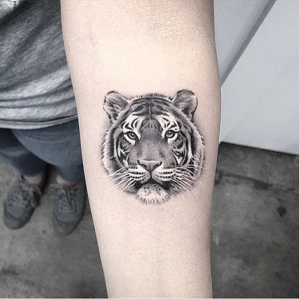 Tiger, 치타, 표범, 재규어, 일본 호랑이, 중국 호랑이, 한국 호랑이, 판다