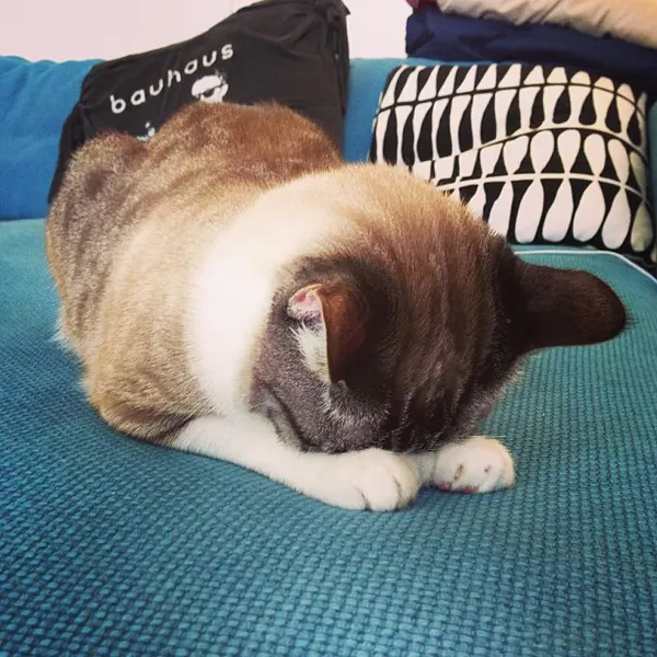 Animal