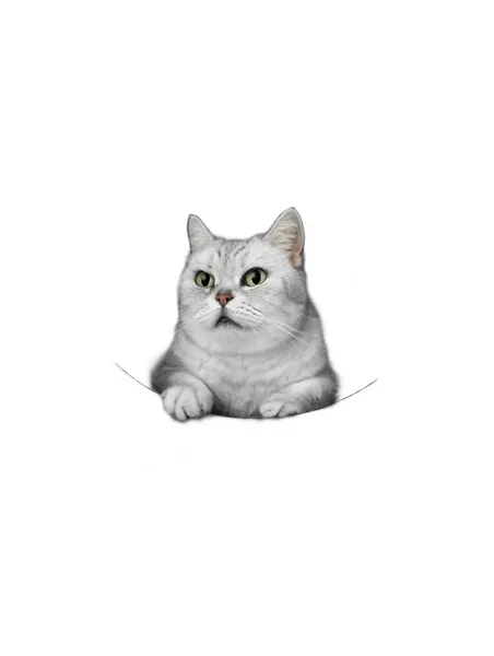 고양이, 반려동물, 여우 가면