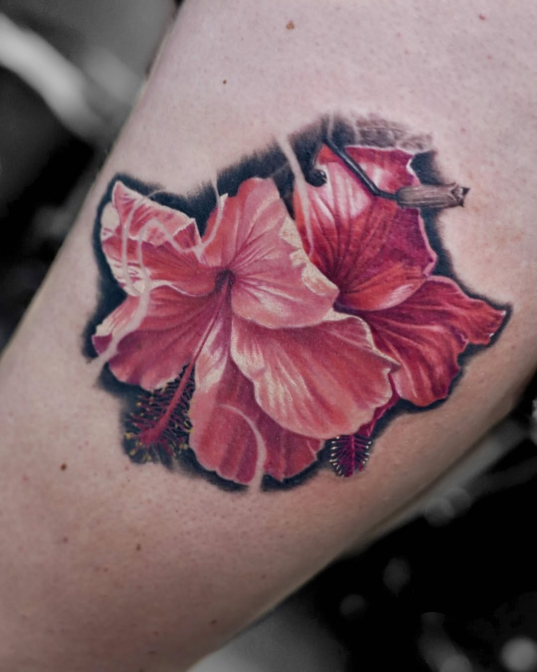 Flower, Nature, 히비스커스
