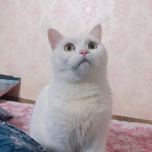Mini, 마네키네코