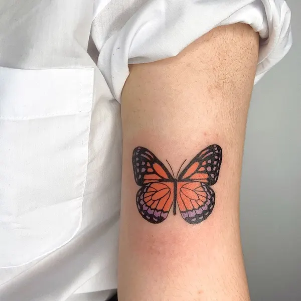 Animal, Nature, 나비