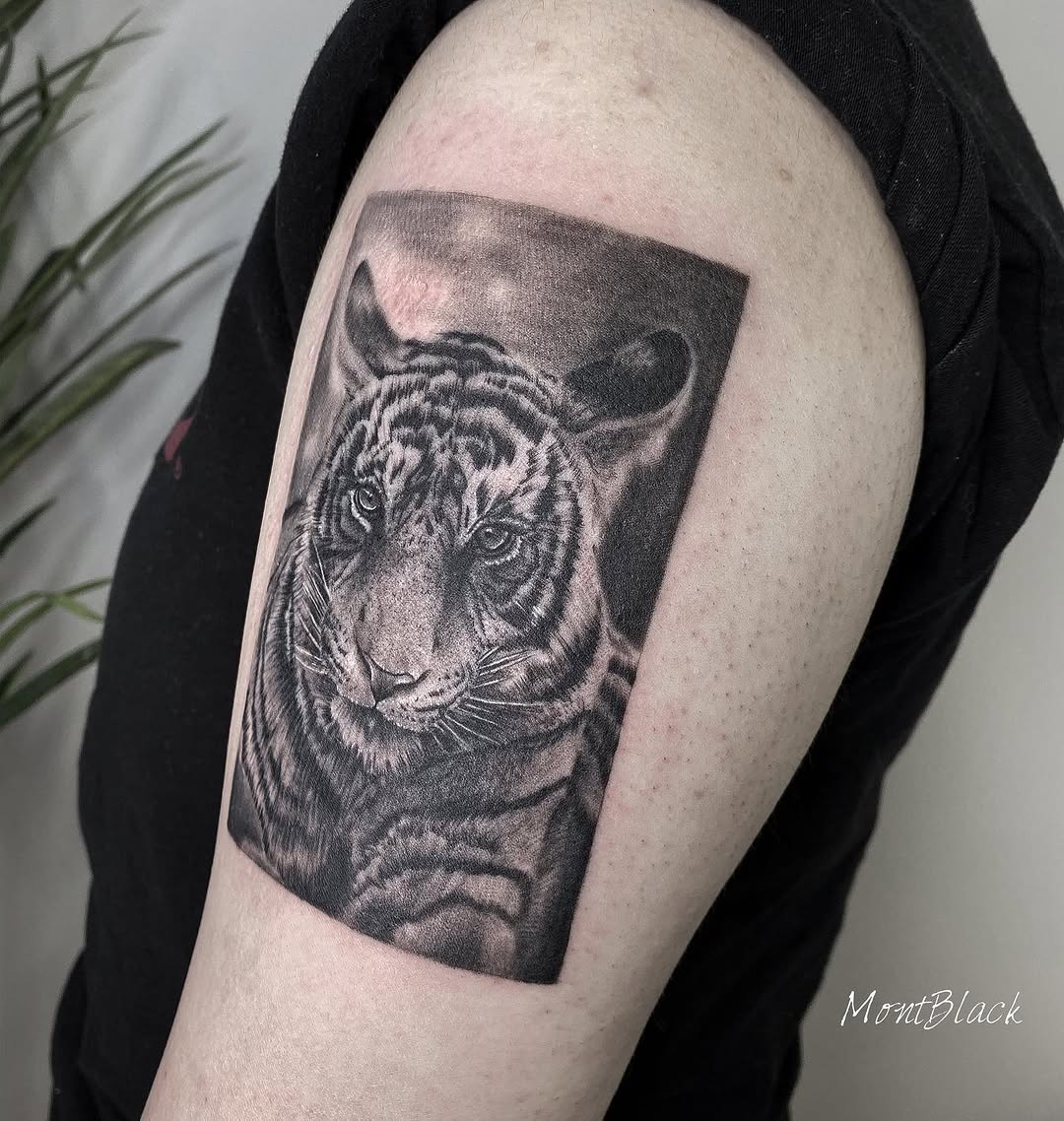 Tiger, 중국 호랑이, 한국 호랑이