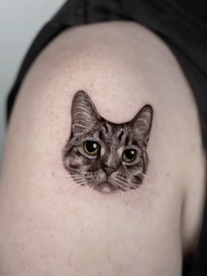 고양이