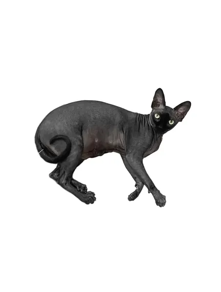 염소, 양, 돼지, 멧돼지, Animal, 여우, 너구리