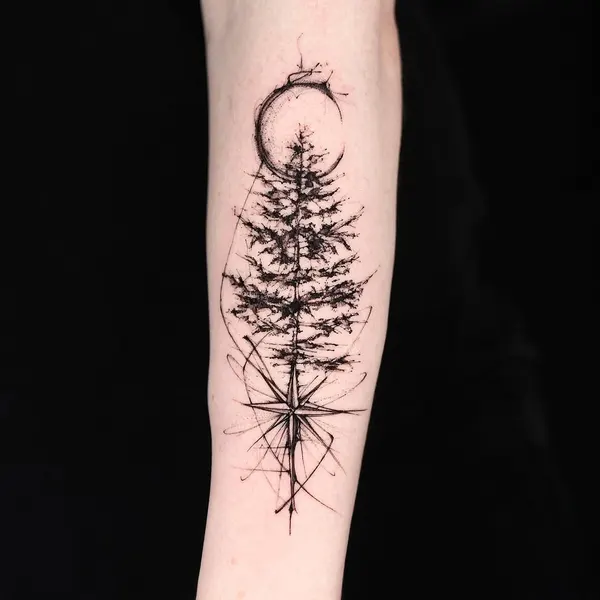 Nature, 소나무, 숲, 나무, 고사리