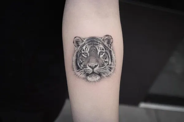 Tiger, 치타, 표범, 재규어, 중국 호랑이