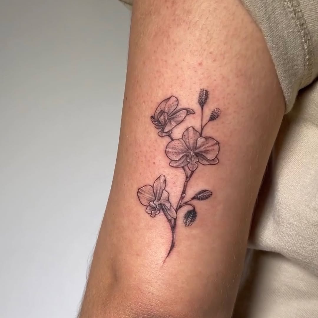 Flower, Rose, 모란, 목련